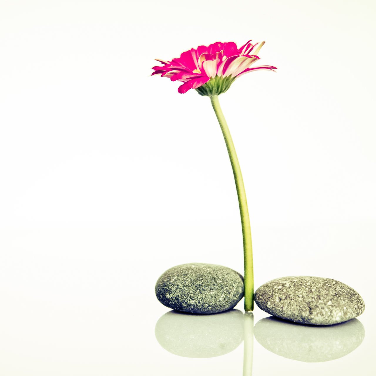 Roze en witte gerbera met groene steel, in evenwicht tussen twee grijze stenen op een witte ondergrond.