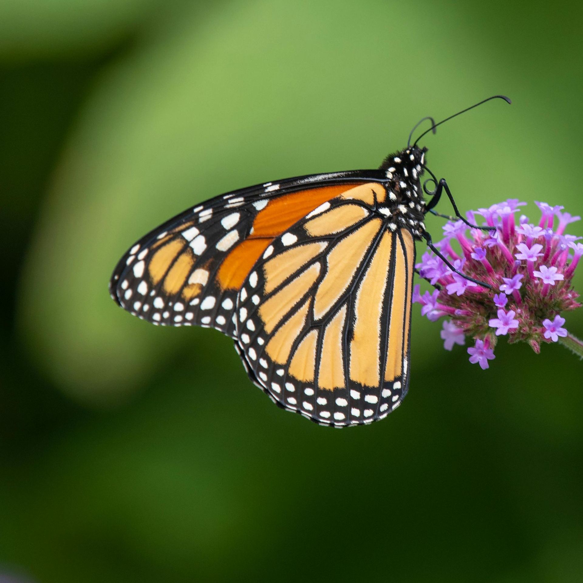 Monarchvlinder met oranje en zwarte vleugels, zittend op een paarse bloem.