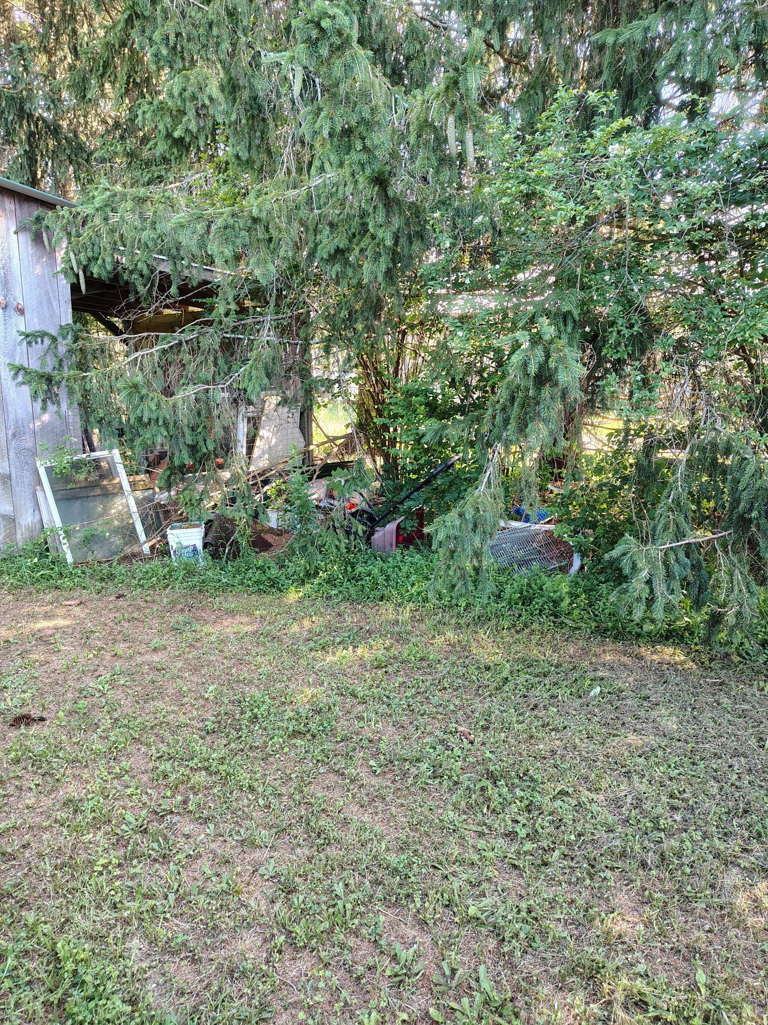 A backyard filled with grass and trees with a shed in the background.