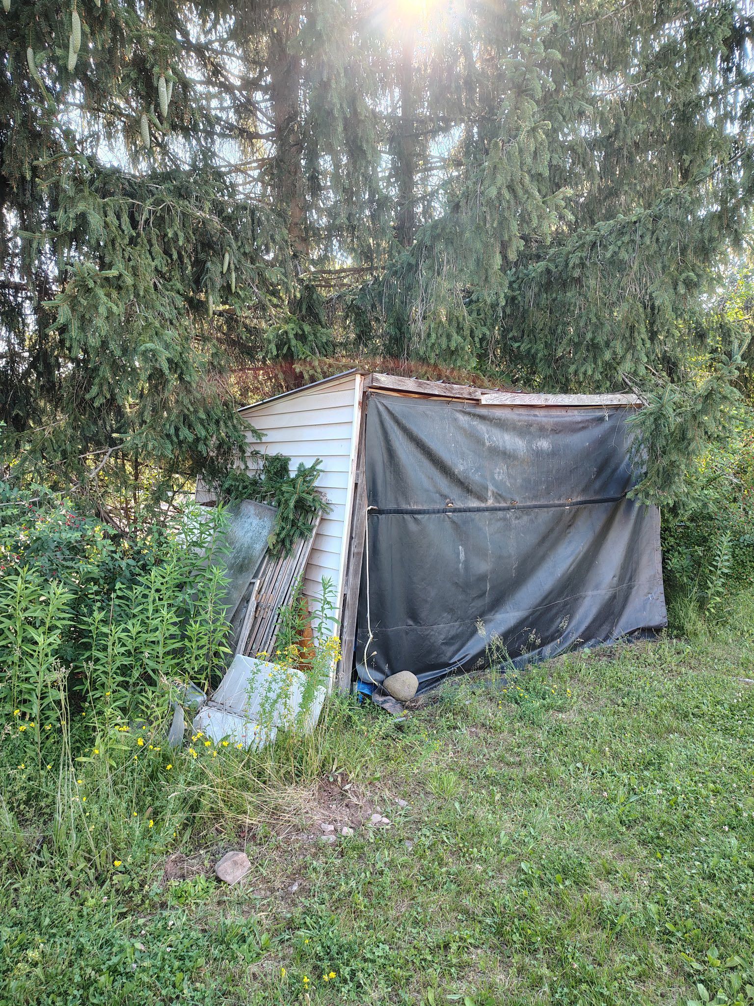 A small hut is sitting in the middle of a grassy field surrounded by trees.