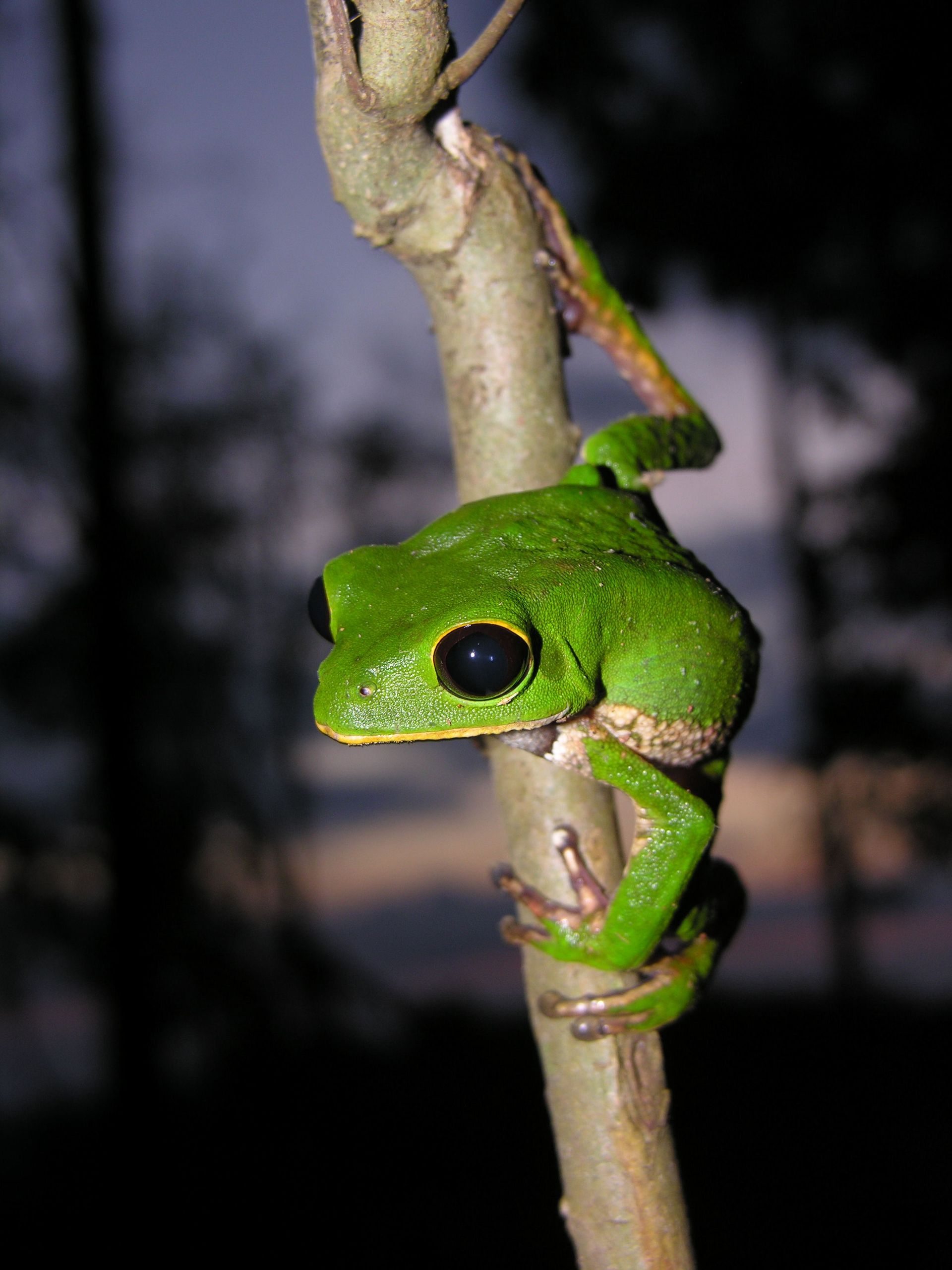 ​​Cordillera Azul National Park