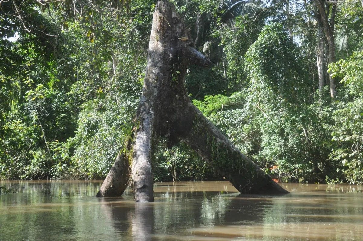 Envira Amazonia