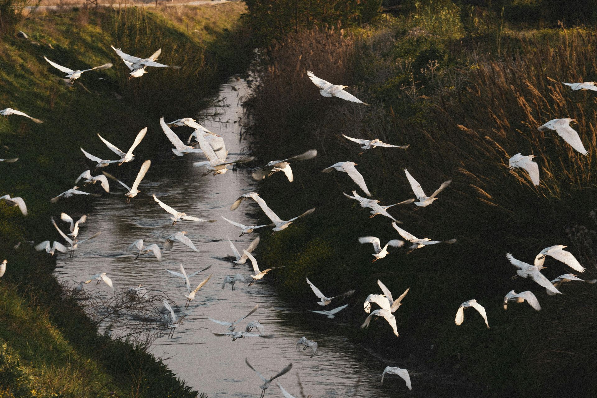 christian counseling background birds