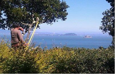 Tree Services | Novato, CA