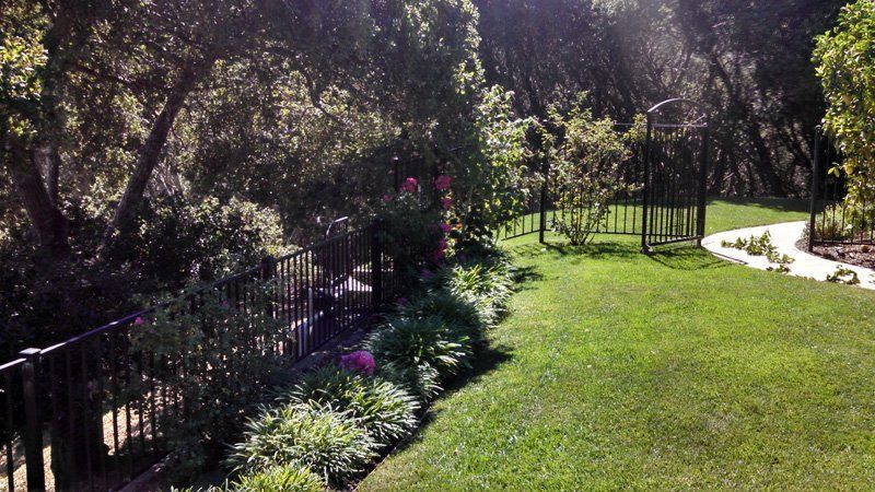 Trees in a yard | Sonoma County, CA