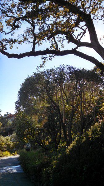 Arborist | Sonoma County, CA