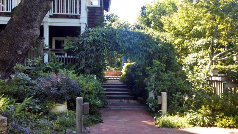 decorative walkway tree