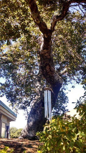 large tree in a backyard