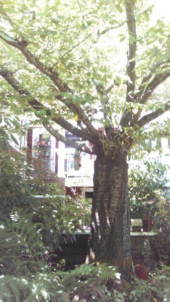 large tree in a front yard