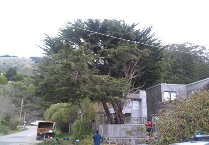 trees and electrical wires | Novato, CA