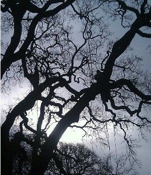 trees with no leaves | San Rafael, CA