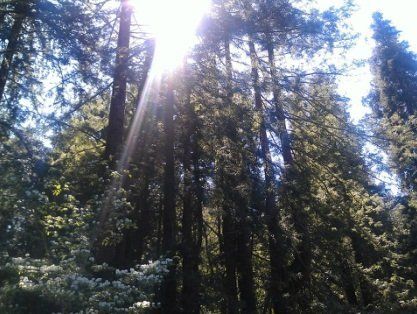 tall trees with the sun | San Rafael, CA