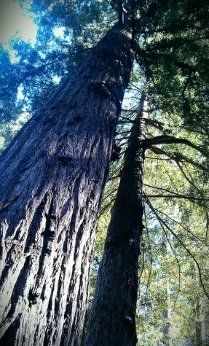 Tree Trimming | Marin County, CA