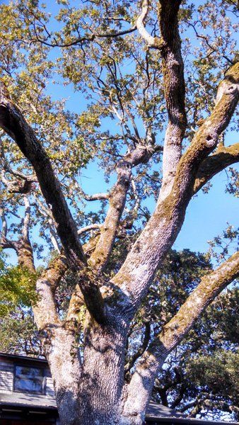 diseases tree | Marin County, CA