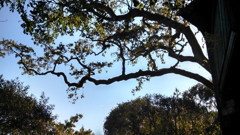 Tree Trimming Services | Marin County, CA