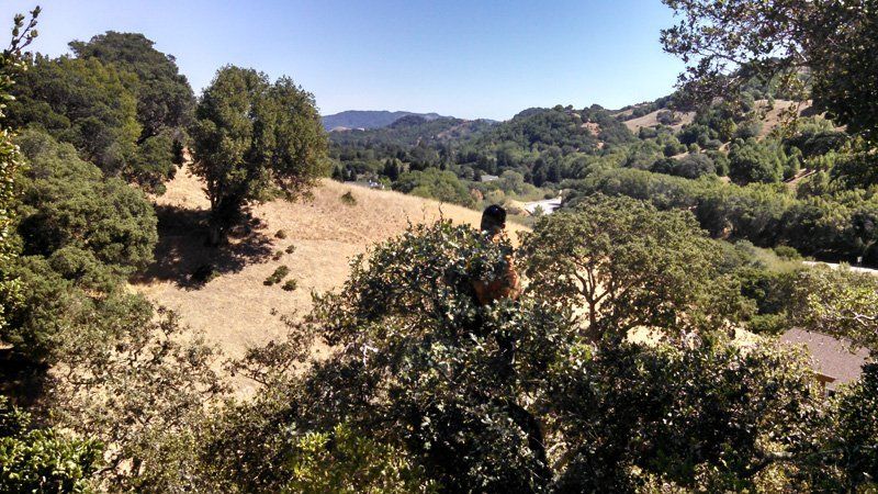 man trimming trees | Sonoma County, CA