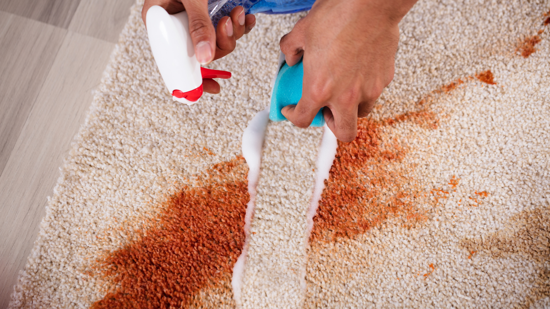 Pet stain carpet cleaner applied to remove red carpet stain using foam and sponge