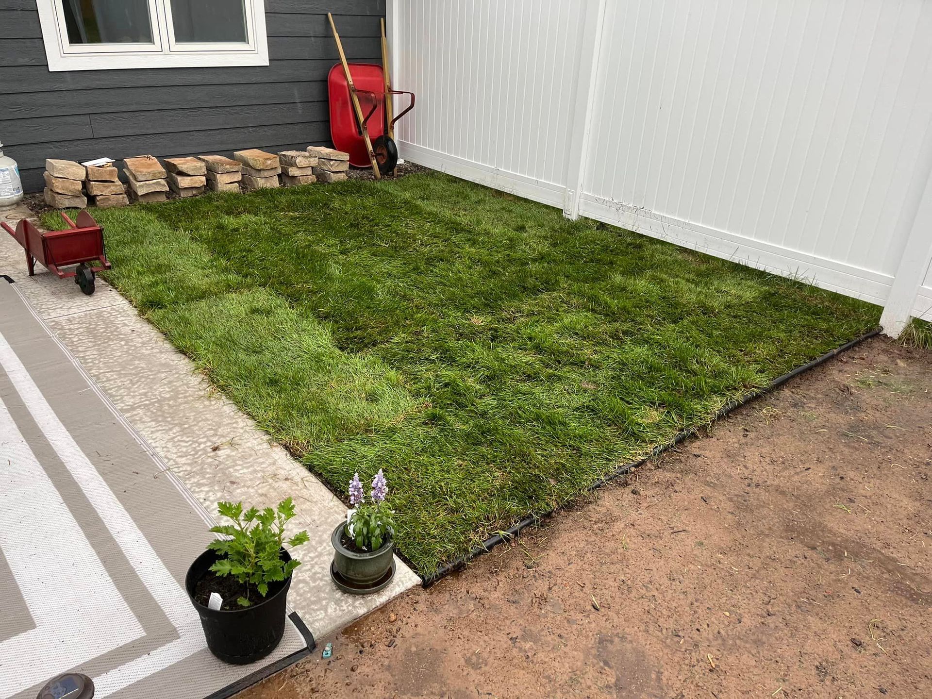 A lawn with a white fence and a wheelbarrow in the background.