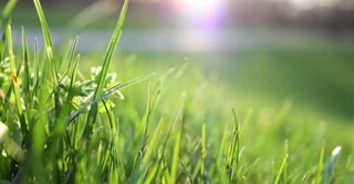 A close up of a lush green field of grass with the sun shining through the grass.