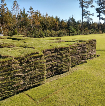 Rolls of Sod — Stedman, NC — Horne Turf Farm