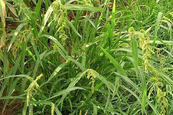 image representing barnyard grass