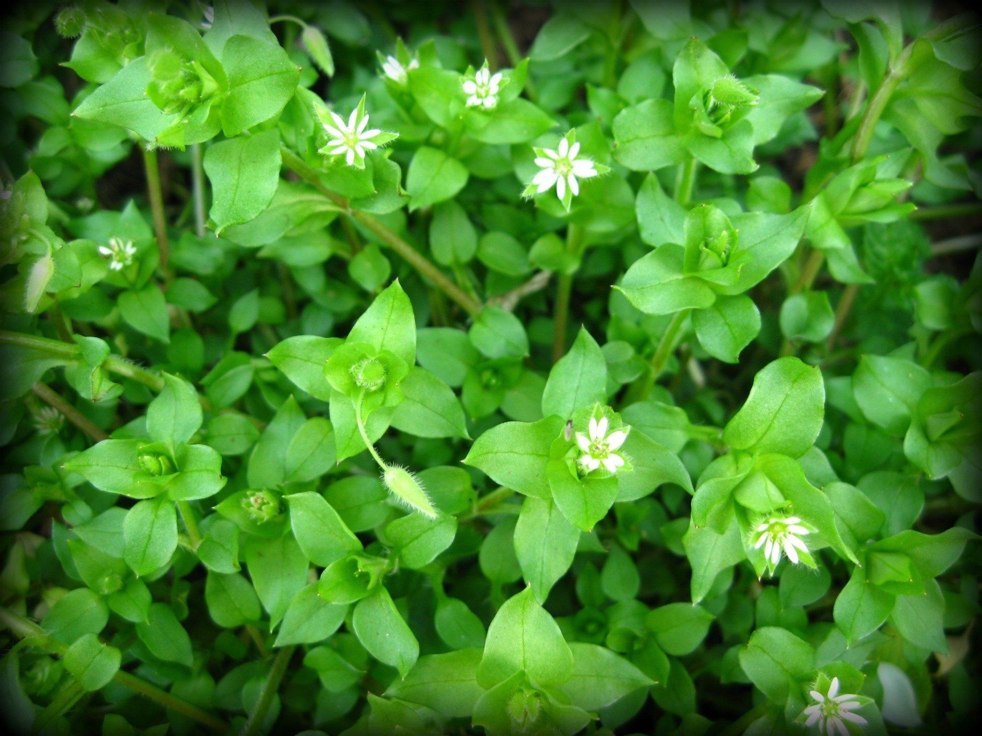 image representing getting rid of chickweed weeds