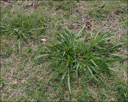 image representing dallis grass