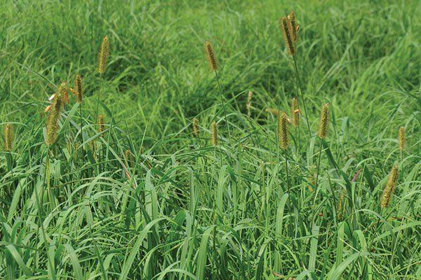 image representing foxail weeds