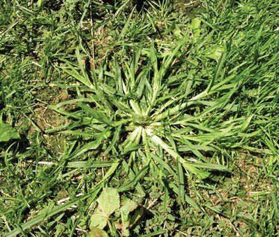 image representing goose grass