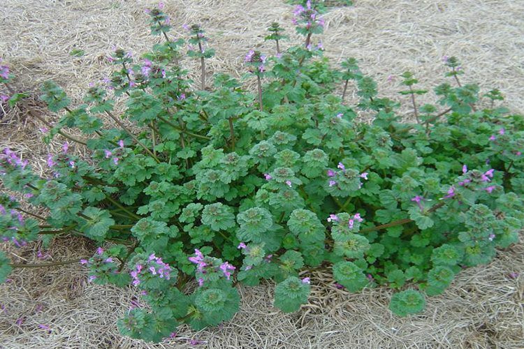 image representing henbit weed removal