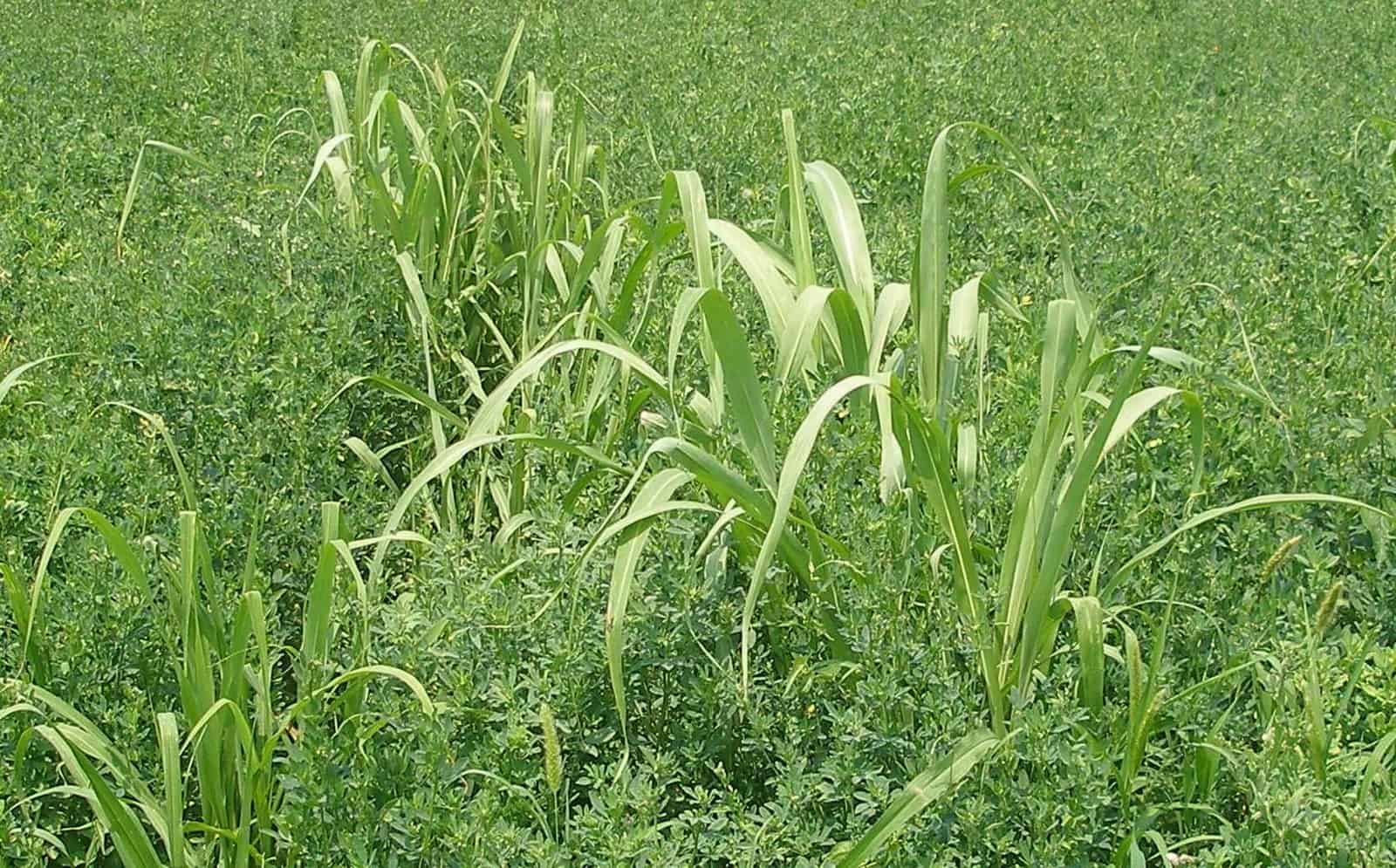 image representing johnson grass weeds
