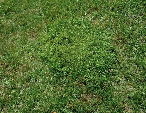 image representing kyllinga