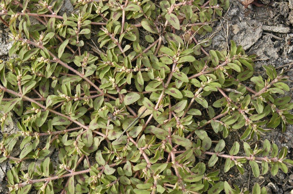 image representing spotted spurge