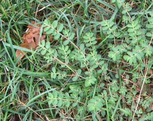 image representing spurge