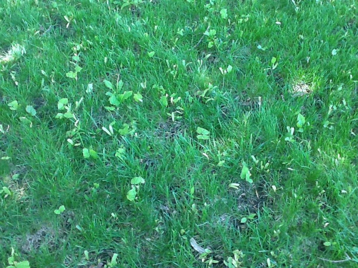 image representing tree saplings