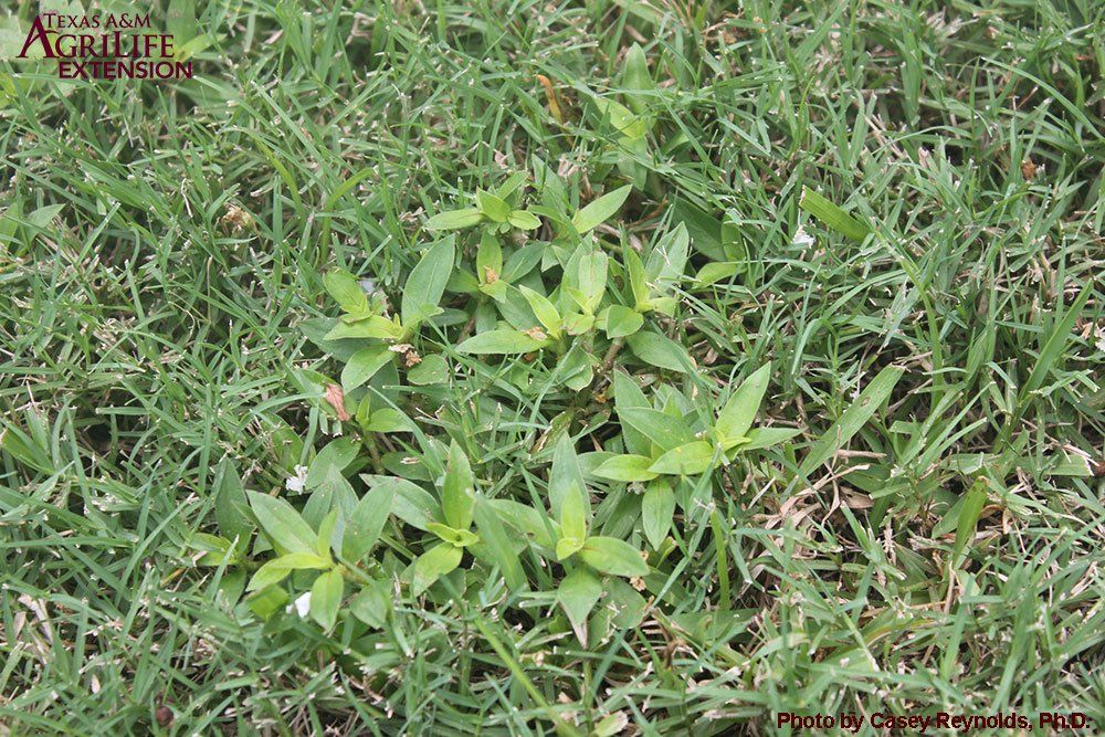 image representing virginia buttonweed