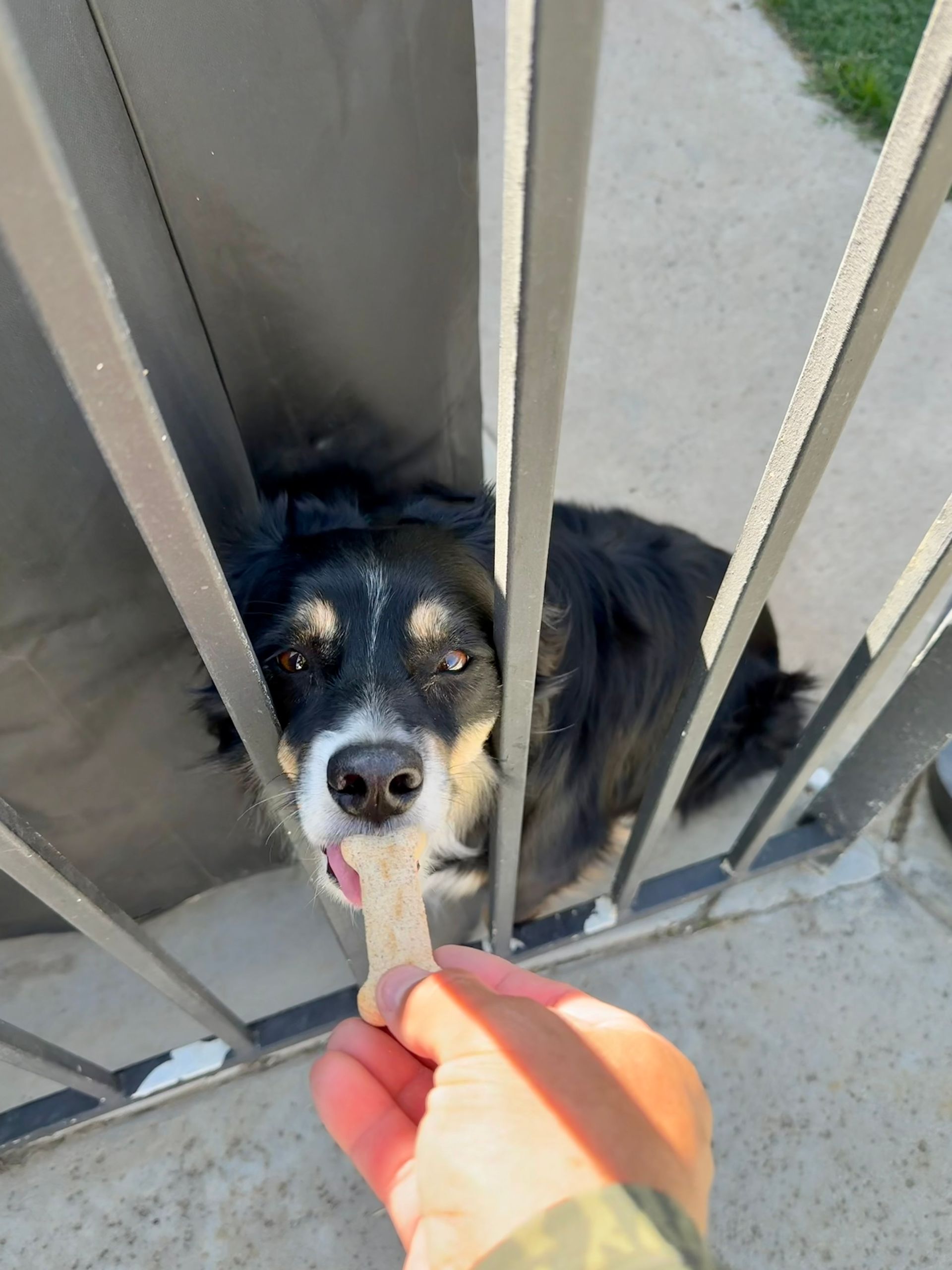 A person holds a treat through metal fence bars toward a black-and-tan dog reaching for it.