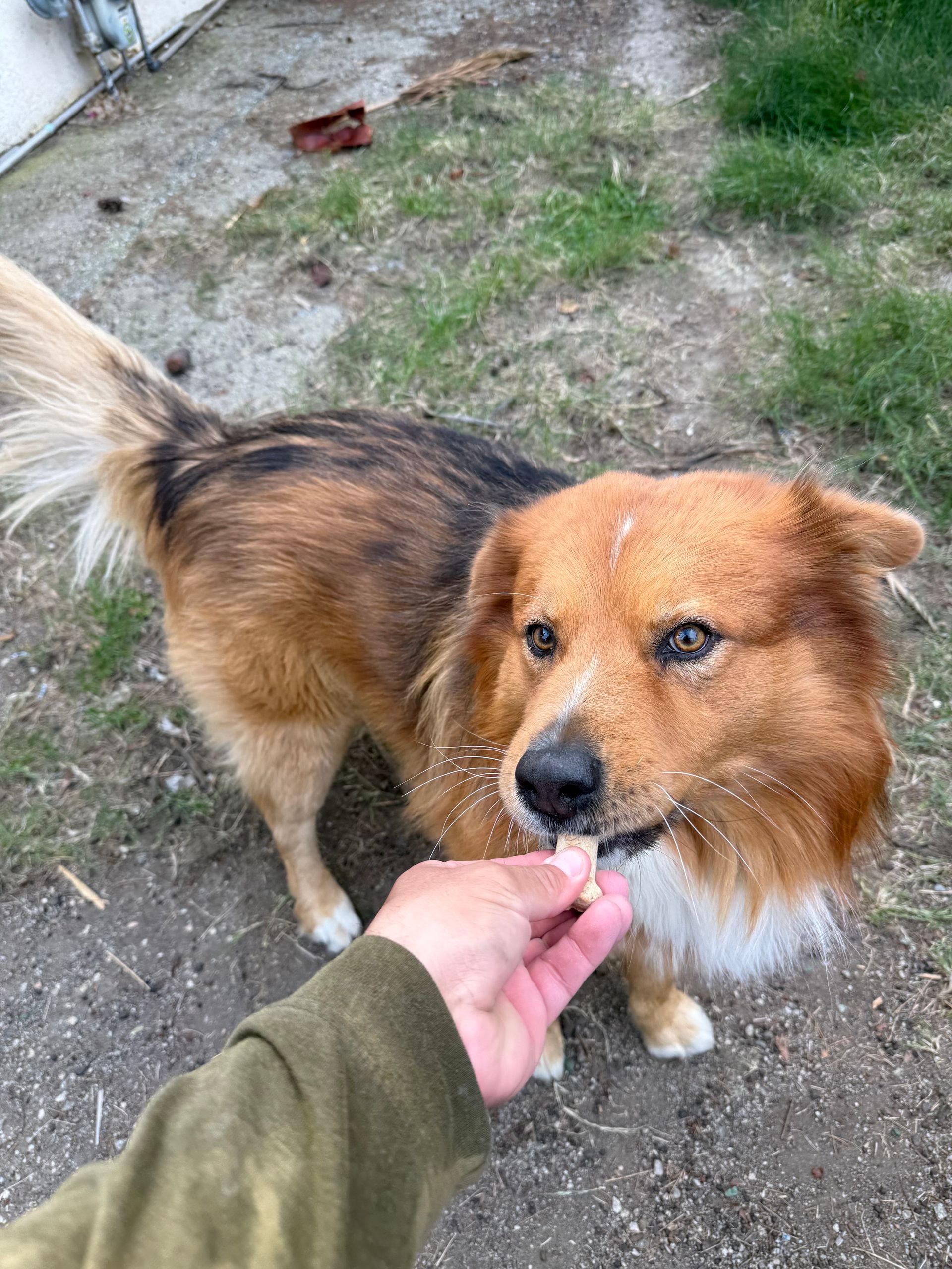A person’s hand offers a small treat to a medium-sized dog with golden-brown fur and a white chest on a dirt path.
