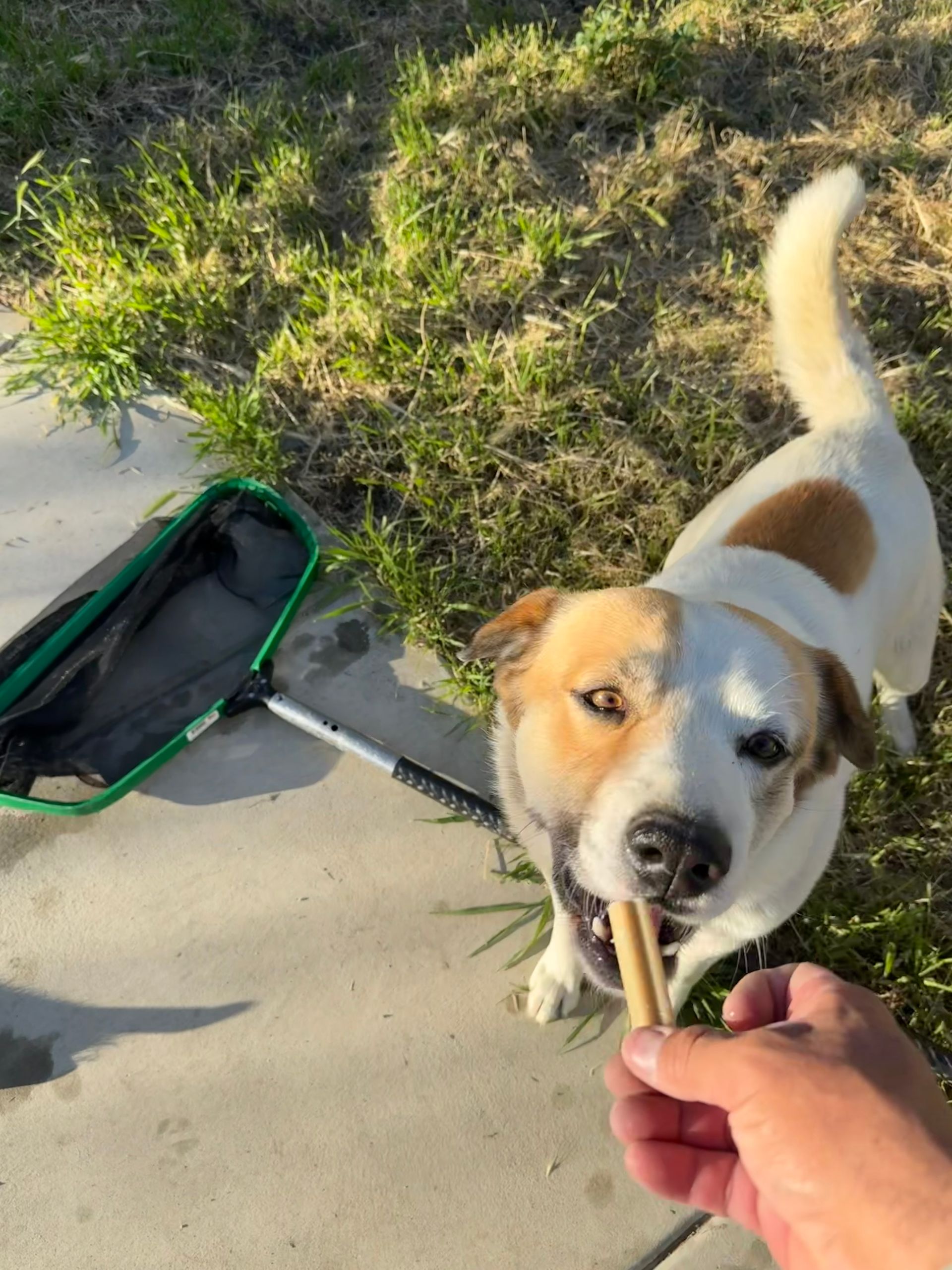 A person feeds a small, white-and-tan dog a treat on a sunny sidewalk next to a pool skimmer net.