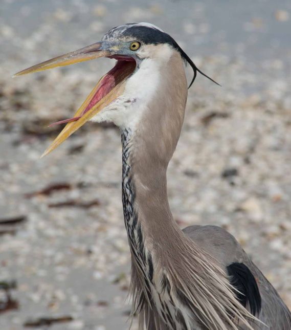 Lovers Key State Park