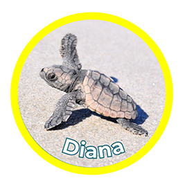 Adopt-A-Nest Program Hatchling Level