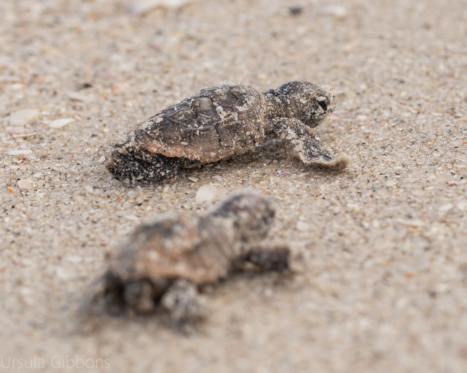 Friends of Lovers Key Adopt-A-Nest Program