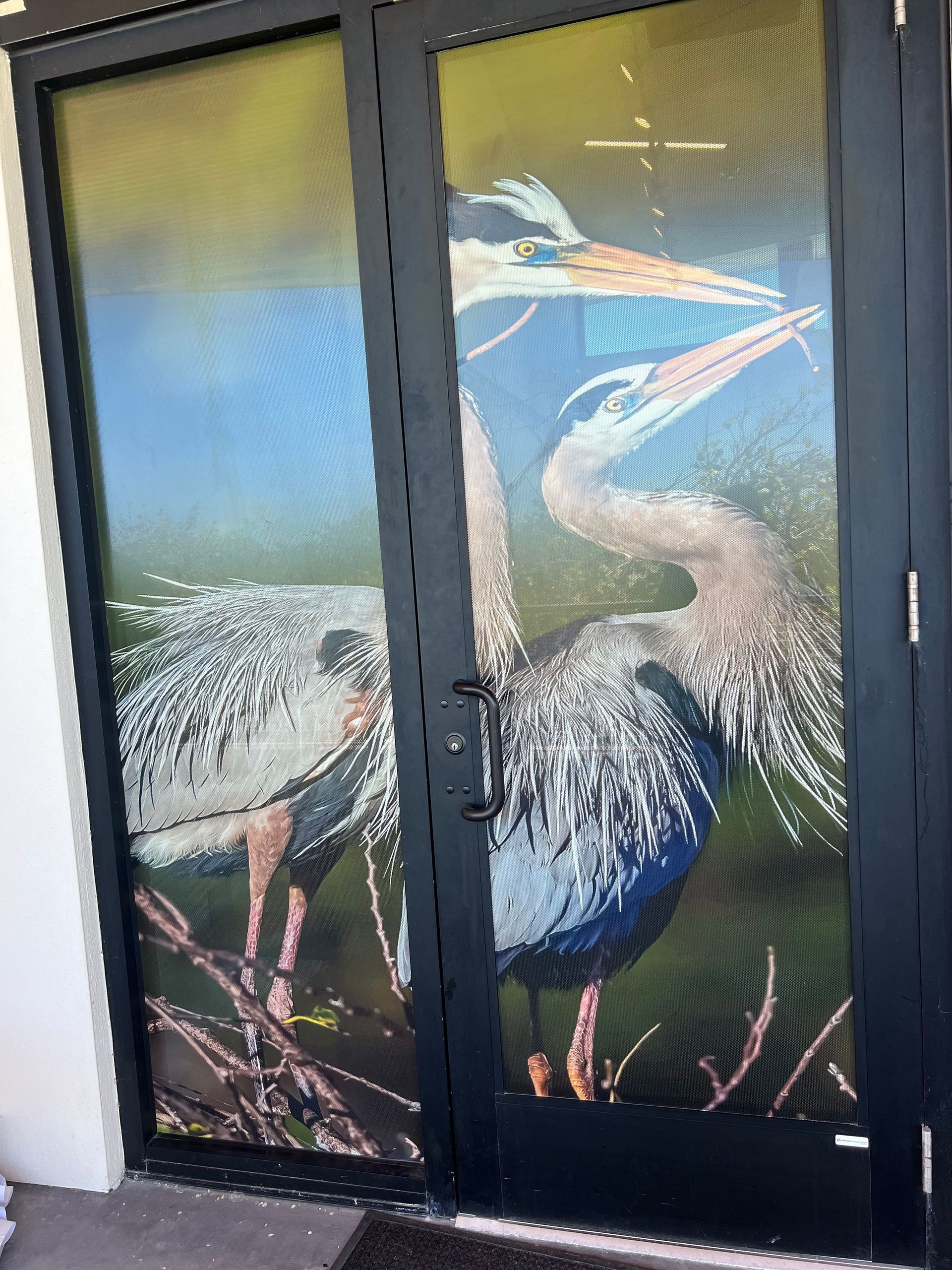 Saving our feathered friends: How window film helps stop bird collisions at Lovers Key State Park