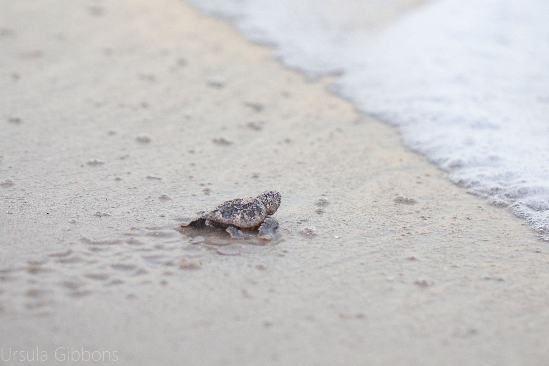 Friends of Lovers Key Adopt-A-Nest Program