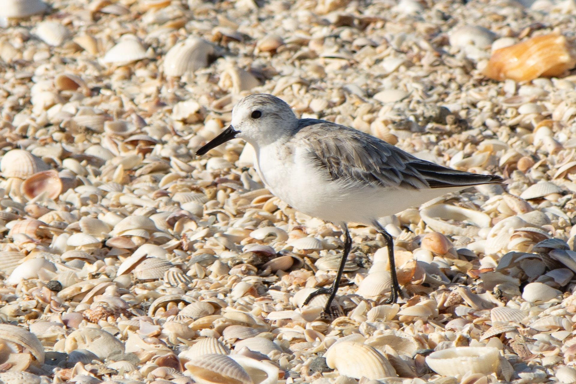 Beach renourishment protecting nesting birds