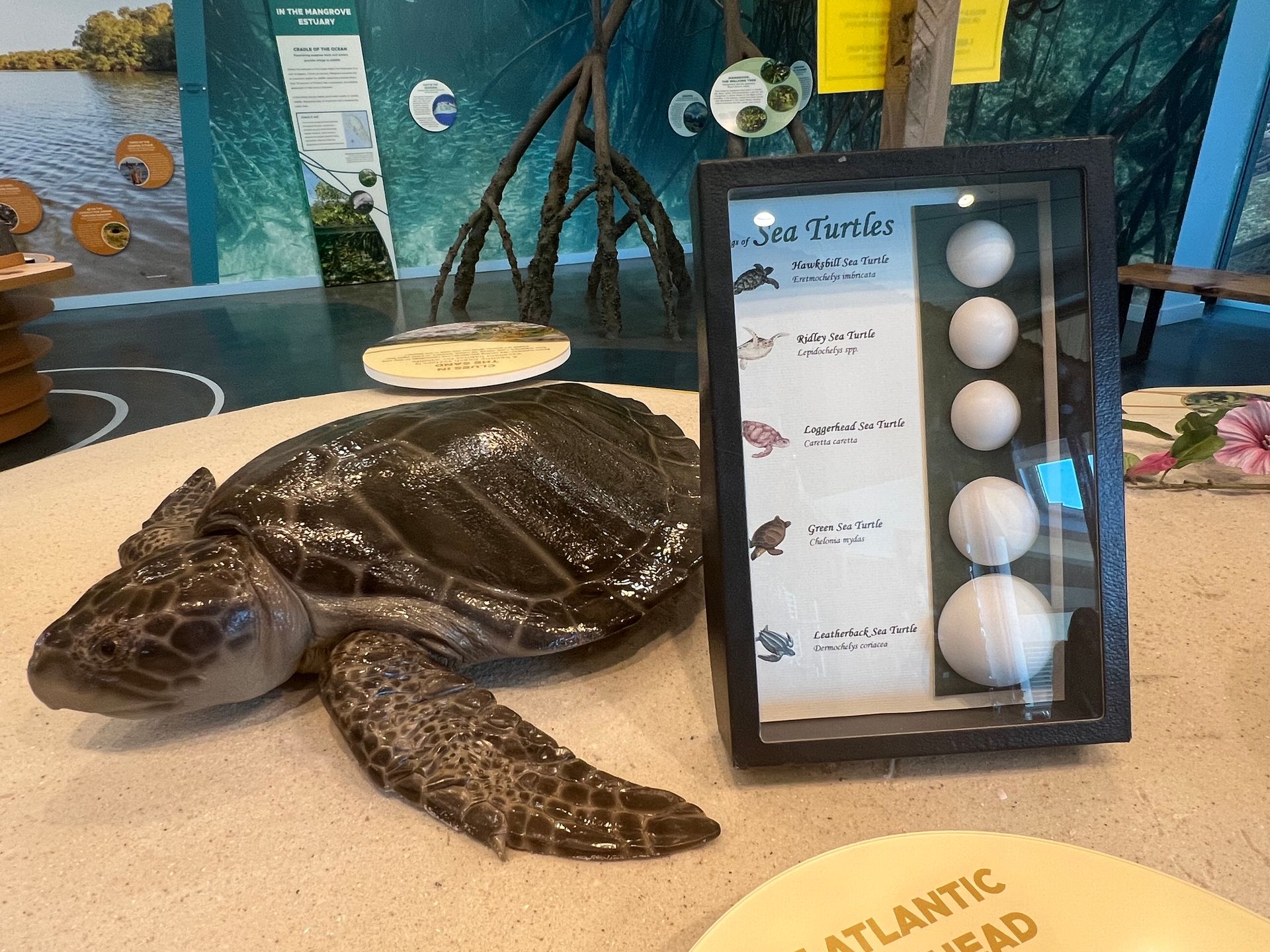 Welcome and Discovery Center at Lovers Key State Park