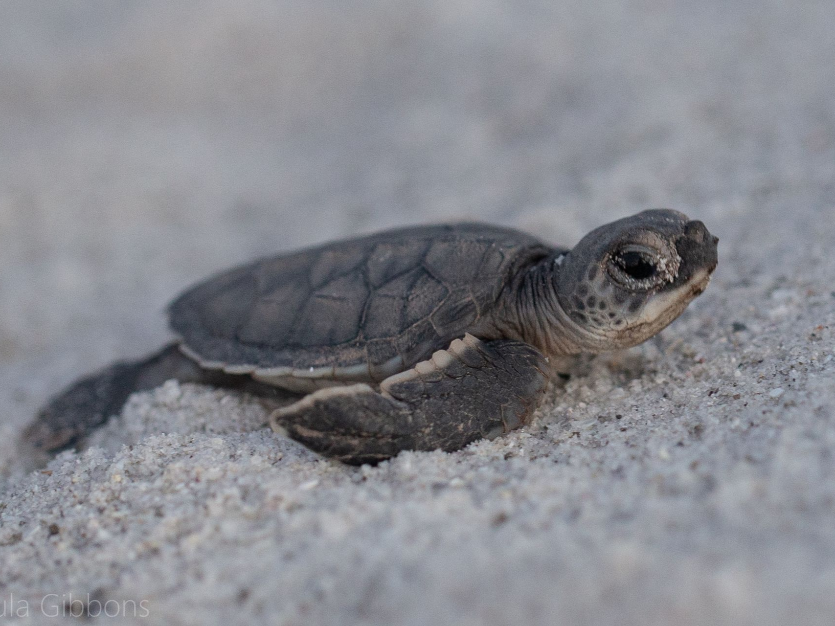 Friends of Lovers Key Adopt-A-Nest Program