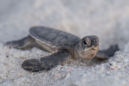 Lovers Key State Park Adopt A Nest Program