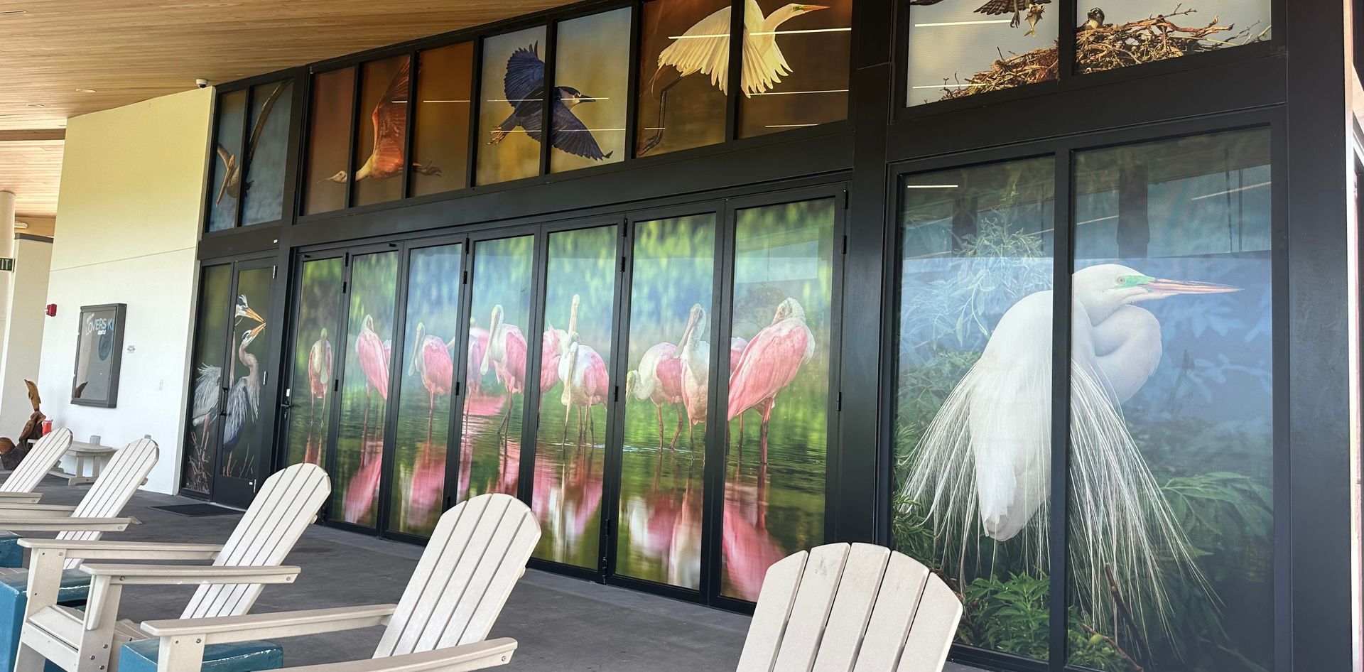 Saving our feathered friends: How window film helps stop bird collisions at Lovers Key State Park