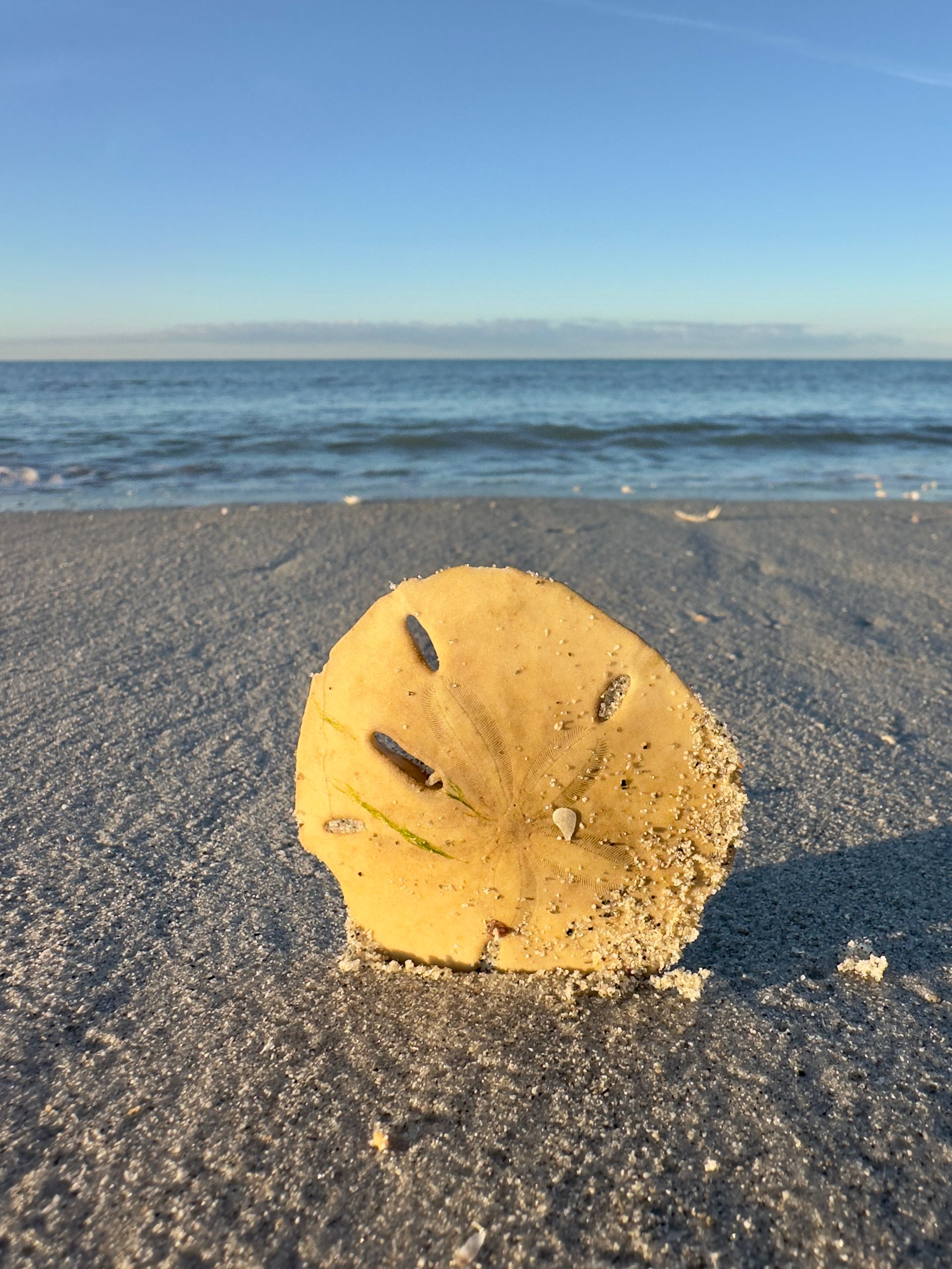 Shelling in Lovers Key State Park